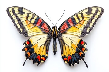 Fototapeta premium A stunning Eastern Tiger Swallowtail butterfly displaying vibrant wing pattern in white background. Generative Ai