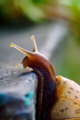 Giant African Land Snail - Achatina fulica large land snail in Achatinidae, similar to Achatina achatina and Archachatina marginata, pest issues, invasive species of sna 