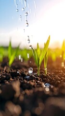 Sprouting seedlings being watered