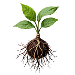 Root tangle plant brown isolated, Natural underground organic detail, Botanical earth object, Decorative twisted element, Textured design piece
