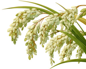 Obraz premium Closeup Rice Plants with Grains and Green Leaves on Transparent Background, PNG