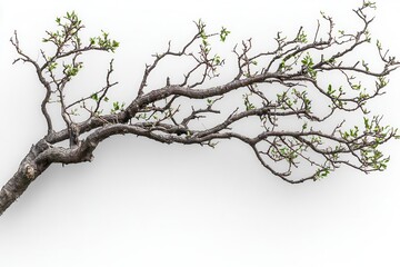 Fototapeta premium The fragile hope of new life shown in tiny sprouting leaves on weathered branch in white background. Generative Ai