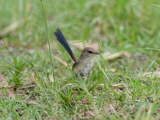 Juvenile Male Superb Fairywren (Malurus cyaneus) wandering the lawn looking for food.