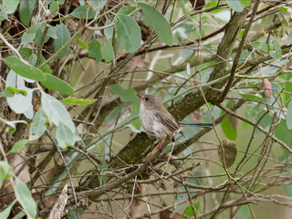 Juvenile male Superb Fairywren (Malurus cyaneus) perched on a branch in dense green foliage. 