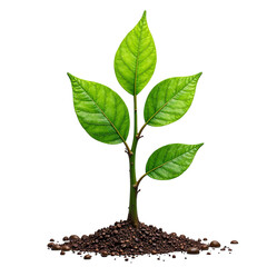 Sapling young tree green isolated, Natural forest growth object, Organic plant element, Botanical early detail, Decorative seedling component