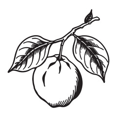 Detailed retro sketch of a ripe quince fruit with intricate linework