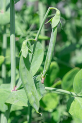 A pair of vibrant, ripe pea pods hang from a green vine in the sunlight, ready for harvest.