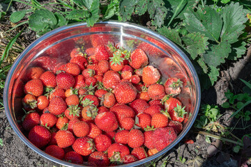 A bowl of ripe red strawberries, freshly harvested from the garden, ready to enjoy.