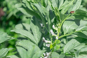 A lush broad bean plant with delicate white blossoms flourishes under the sun's gentle rays.