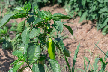 A close up view of a green pepper plant with a ripe pepper growing.