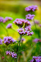 Sunny summer purple verbena patagonia field	