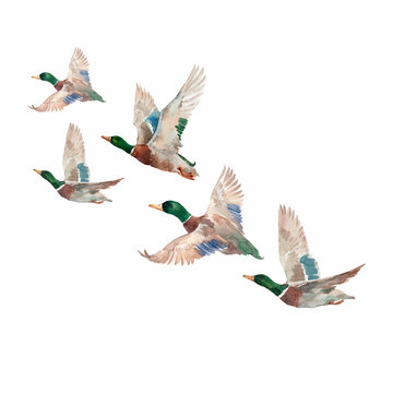 Flock of flying watercolor hand drawn ducks mallard birds in motion, hand-painted wildlife clipart