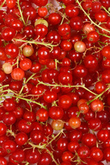 A vibrant close-up, top-down shot of a dense pile of fresh red currants with their green stems, filling the entire frame