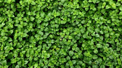 green leaves background