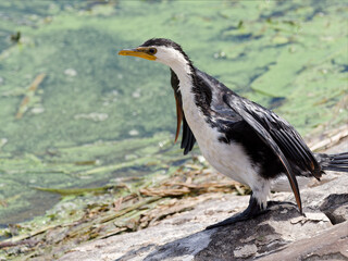 Fototapeta premium Little Pied Cormorant, Little Shag or Kawaupaka (Microcarbo melanoleucos) walking along the stone embankment of a dam,