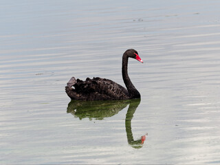 Black Swan (Cygnus atratus) swimming in a lake.