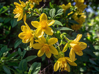 Fototapeta premium Bright yellow flowers with delicate petals and prominent stamens nature flora