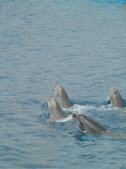 Dolphin Quartet