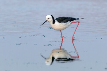 Pied Stilt Walking Through Still Water with Reflection (Himantopus leucocephalus)

