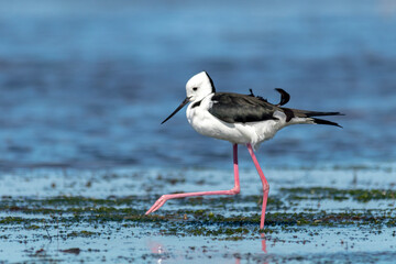 Black and White Stilt Bird Standing Still in Wetland (Himantopus leucocephalus)
