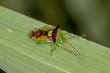Colorful shield bug with triangular marking (Sastragala versicolor)