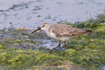 Obraz premium Wading Shorebird in Side View on Green Coastal Algae - Curlew Sandpiper (Calidris ferruginea) 