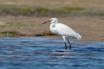 Australian Little Egret Holding Small Fish in Beak (Egretta garzetta nigripes)
