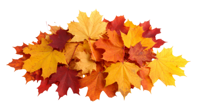 Pile of autumn leaves in various warm shades like orange, red, and yellow . Isolated on a white png background