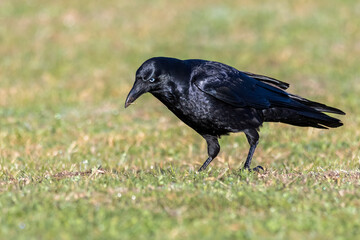 Little Raven Foraging on Grass with Head Down (Corvus mellori)
