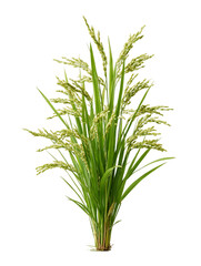 Obraz premium Green Rice Plant with Grains on Transparent Background, PNG