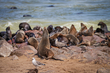 A Cape fur seal stretches tall as seagulls wander nearby, surrounded by a bustling colony of seals...