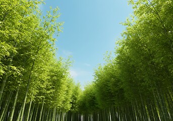 Fototapeta premium 碧空の竹林