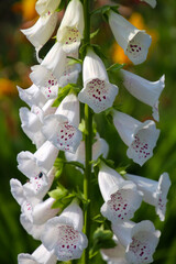 White foxglove in full bloom, close-up, Alaska © bummi100