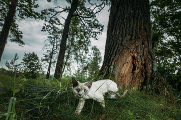 Fototapety na wymiar - Fototapeta24.pl