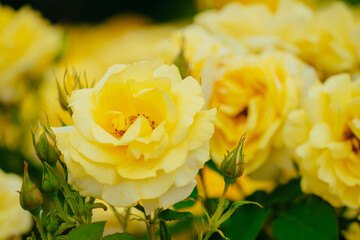 神代植物公園に咲く黄色のバラ