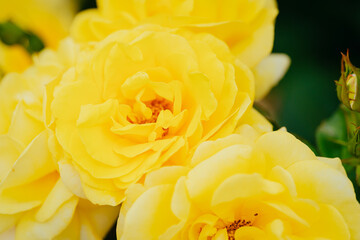 神代植物公園に咲く黄色のバラ