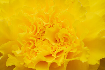 神代植物公園に咲く黄色のバラ