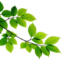 Obraz premium Vibrant green leaves on a branch backlit by sunlight with a blurred natural landscape background isolated on transparent background