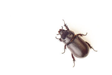 Oryctes nasicornis is a large flying beetle in the subfamily Dynastinae, a species of large beetle...
