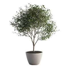 Obraz premium Lush green tree in a pot serene and peaceful nature indoors