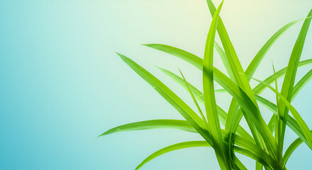 Fototapeta premium Fresh green leaves against a light blue backdrop