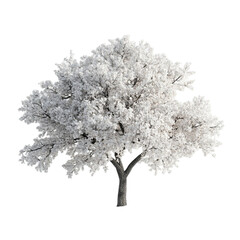 Obraz premium Serene white blossom tree in spring peaceful nature scene