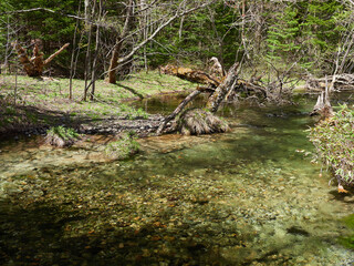 初夏の観光名所上高地の湿原の森の風景