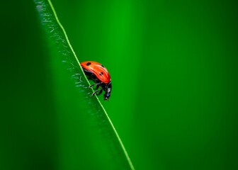 ladybug on leaf