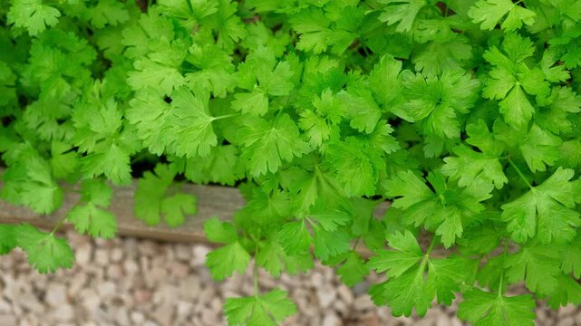Parsley Growing in the Greenhouse. Garden Area. Plant Nursery. Petroselinum Crispum is Grown. Green Background of Spicy Herbs, Close-up. Flat Leaf Italian Parsley Planting in a Row. Cilantro parsley