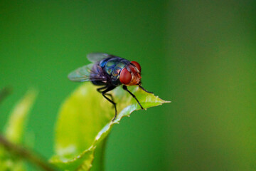 Common Housefly (Flies) Perched on Leaves in Grass Leaves. Exotic Drosophila Fly Diptera Parasitic Insects on Green Leaf Macro