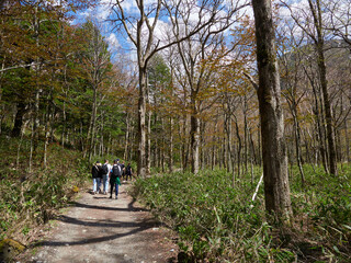 Obraz premium 初夏の観光名所上高地の森の整備された散策道と観光客の風景