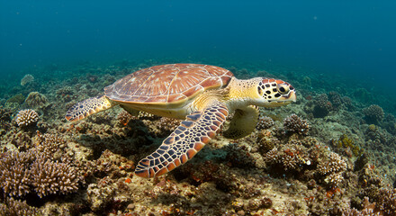 Obraz premium Sea turtle swimming over coral reef