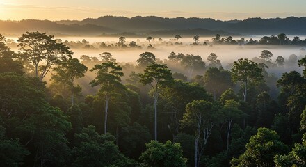 Lush Green Forest with Morning Mist and Sunlight Over Trees in Natural Landscape