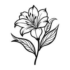 Elegant black and white line art drawing of a blooming lily flower with leaves